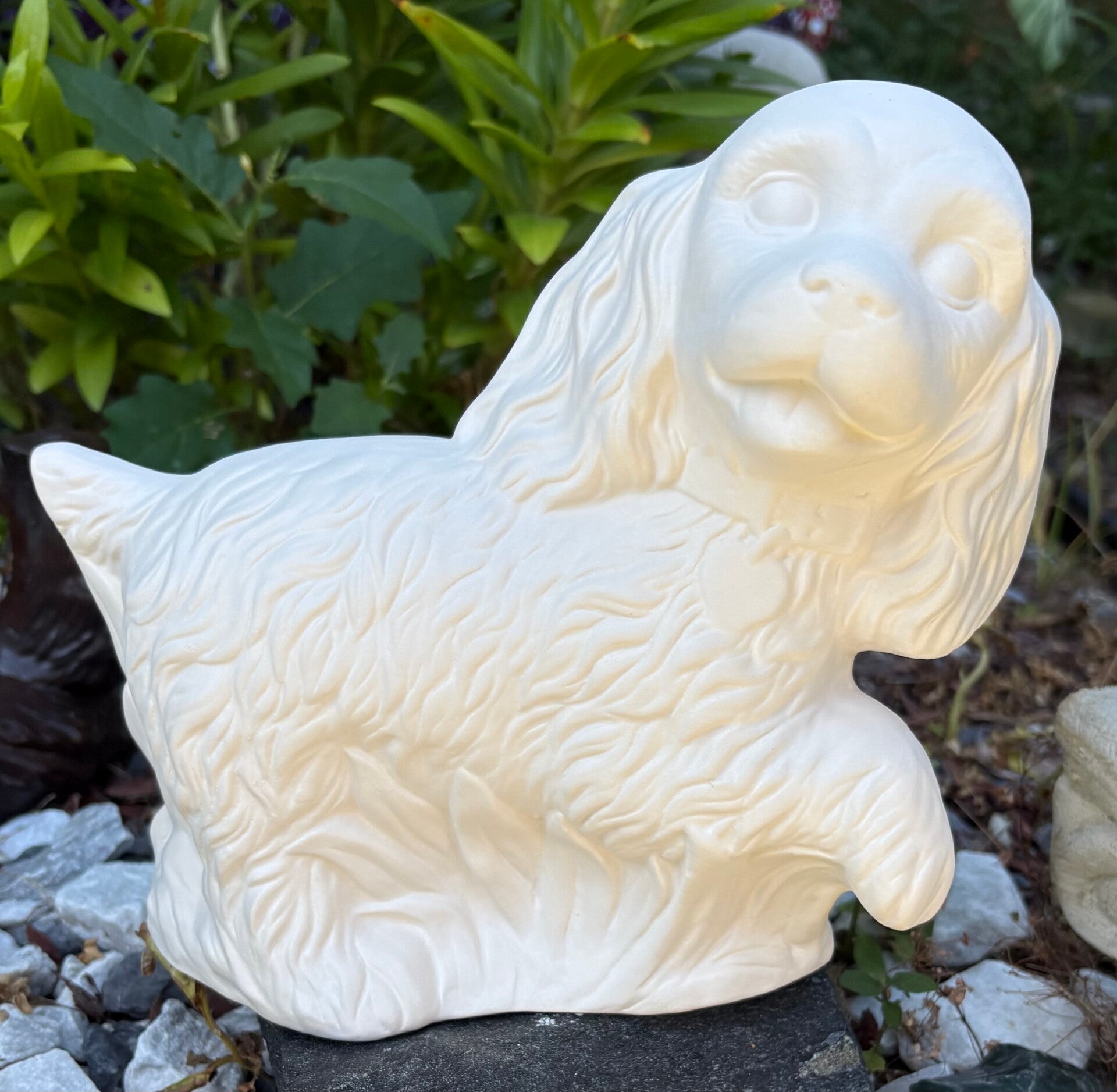 Cocker Spaniel