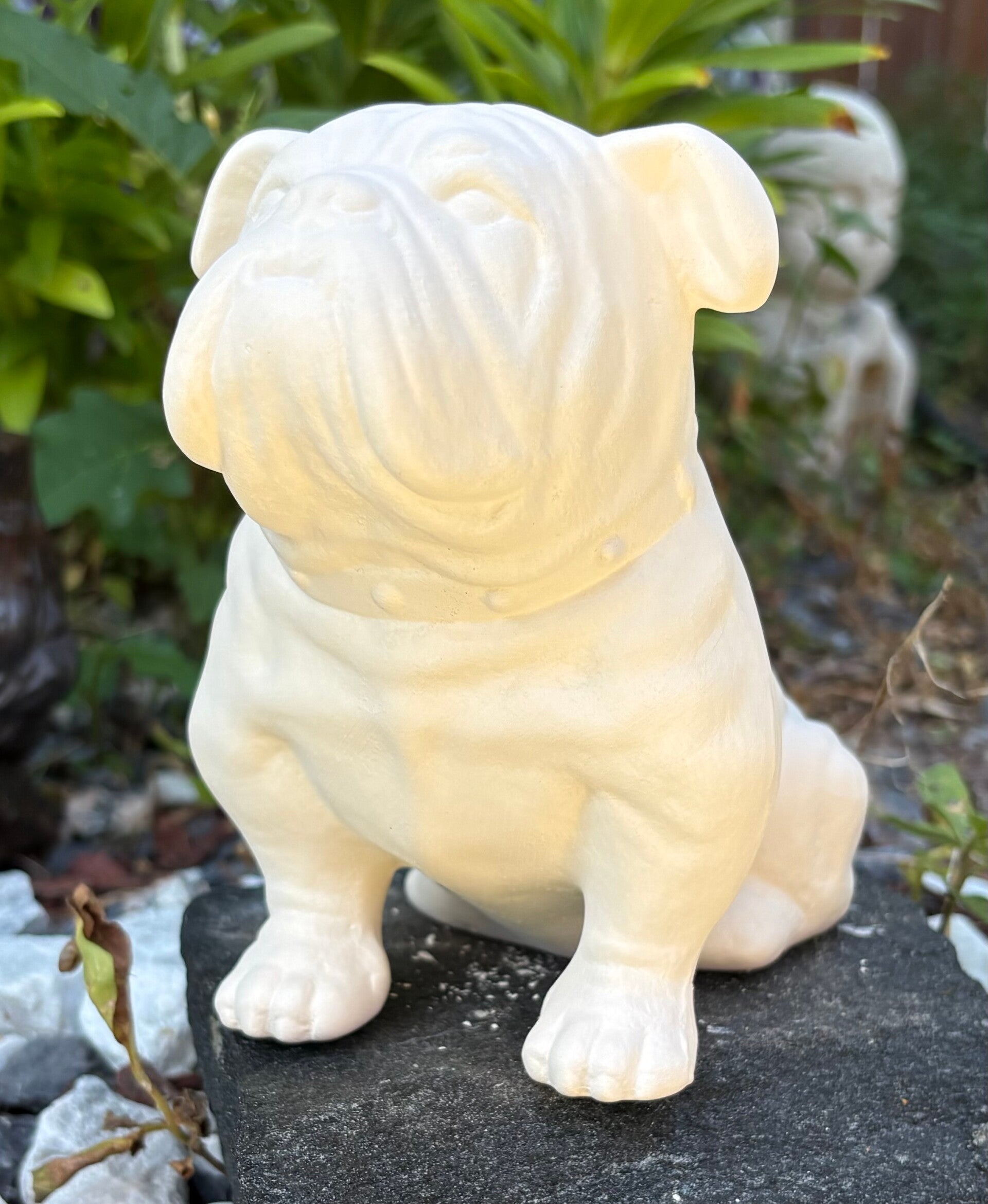 Bulldog Sitting