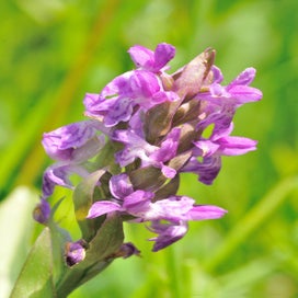 bredeorchis-2.jpg