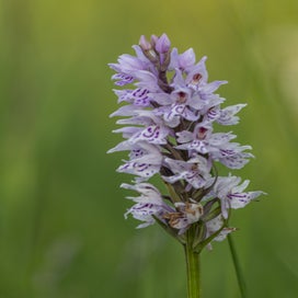 dsc_4900.jpg