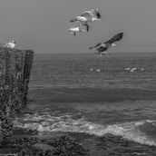 DSC_0807.jpg