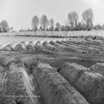 DSC_3616-1.jpg