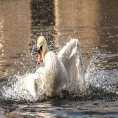 DSC_6559.jpg