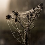 DSC_5542-HDR.jpg