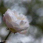 DSC_3717.jpg
