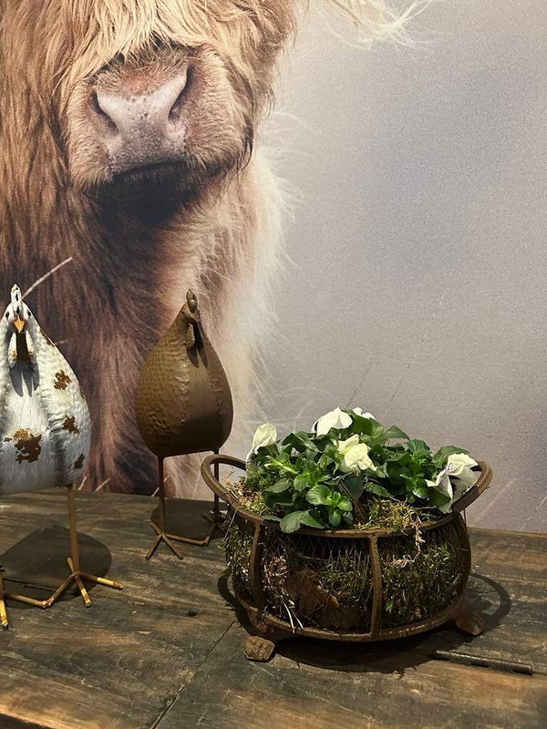 Roestkleurige stalen mand met violen - wit