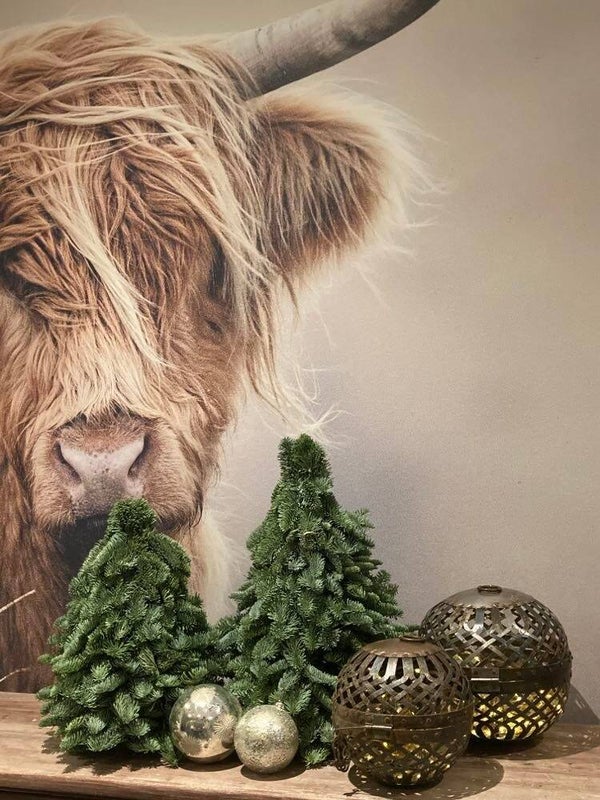 Nobilis kerstboom - 50 cm