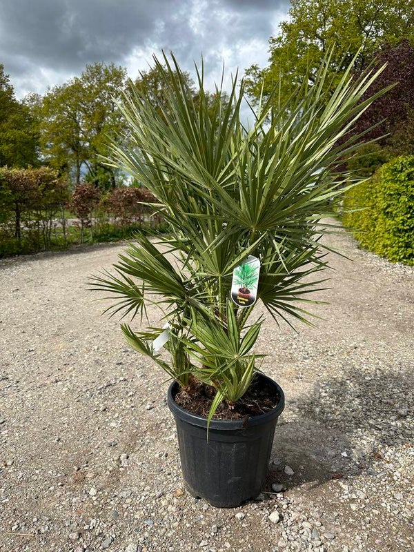 Palmboom - Chamaerops humilis