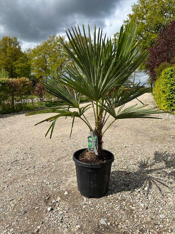 Palmboom - Trachycarpus fortunei