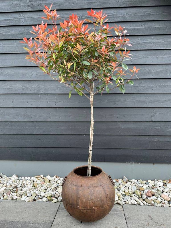 Glansmispel op stam inclusief metalen pot