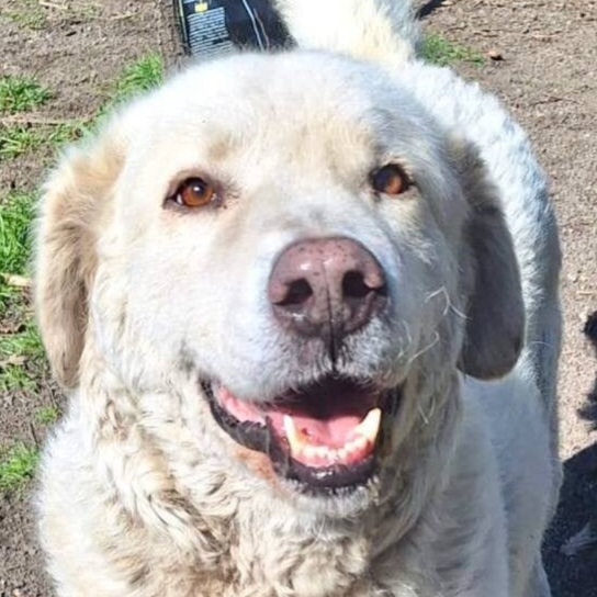 NEBBIA - geb. 01.03.2022