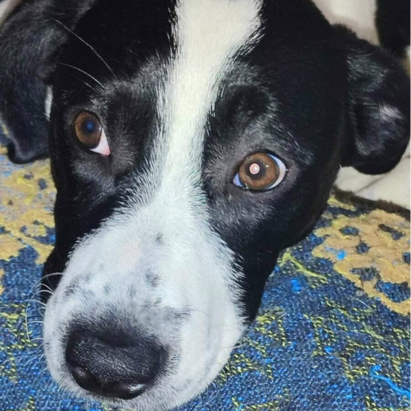 Milka seit .... 2025 im eigenen Zuhause