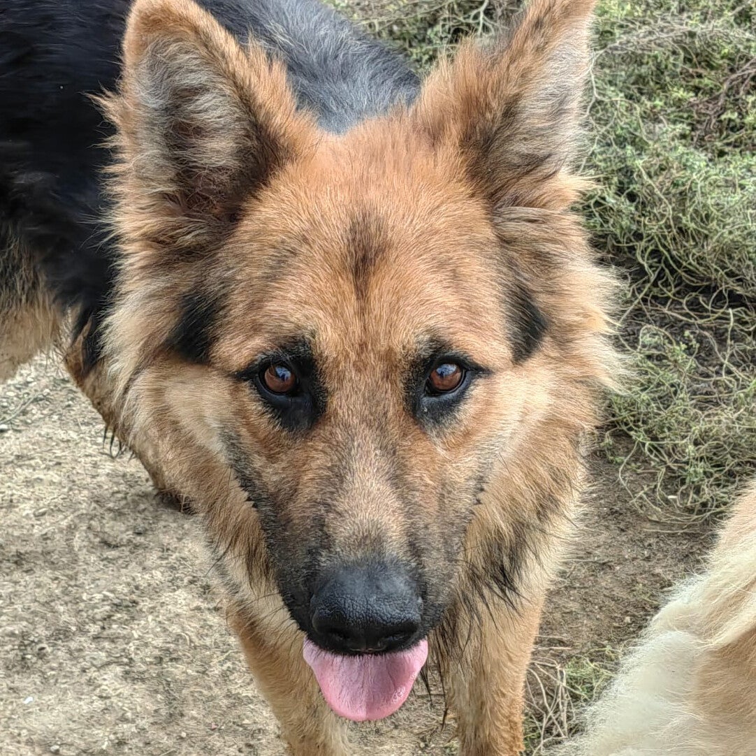 XRex geb. 01.08.2023