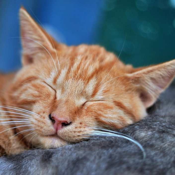 Pensions pour chats 76 Yerville Tôtes Pavilly Rouen 