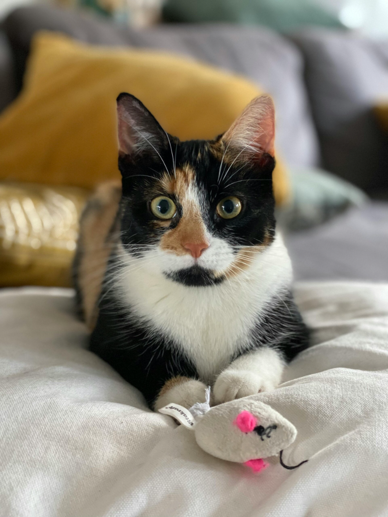 garde de chats Rouen Yvetot Barentin Malaunay