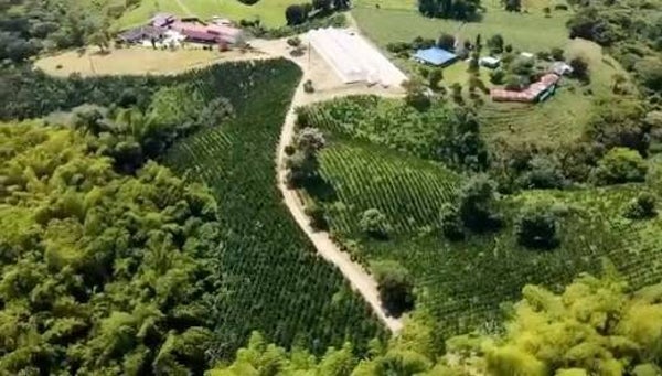 Colombia - Edwin Noreña - Sidra- Filtro