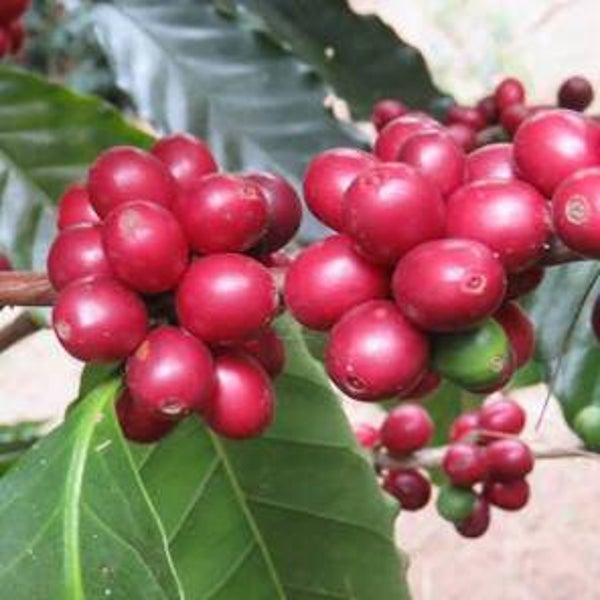 Colombia - Camilo Merizalde - Red Bourbon Fermentado - Omni