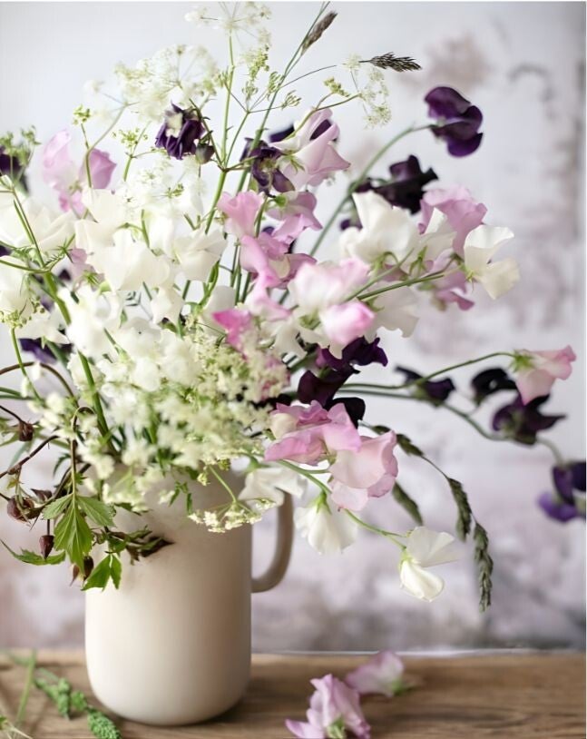 Lathyrus (zoete erwt) in beige aardewerken pot op houten tafel. Binnen zaaien in februari