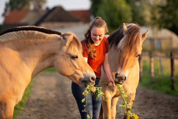 Workshop van Marloes van Ukie’s Paddock Paradise