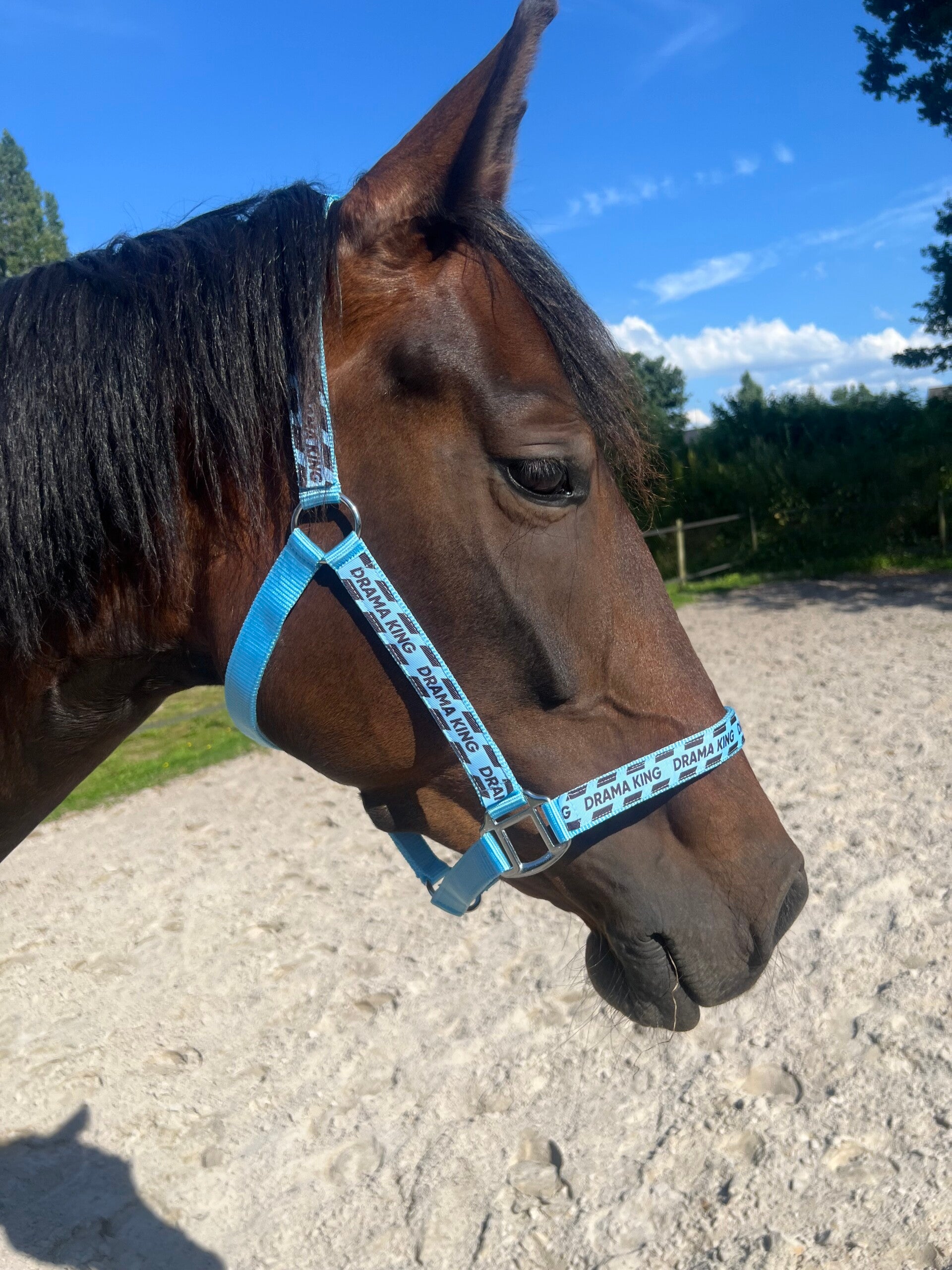 Drama King Happy Halsters - Voor de echte koning van de stal 👑🐴