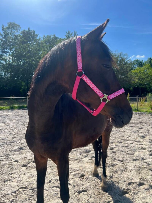 Happy Halsters - Roze kersen halsters 🍒