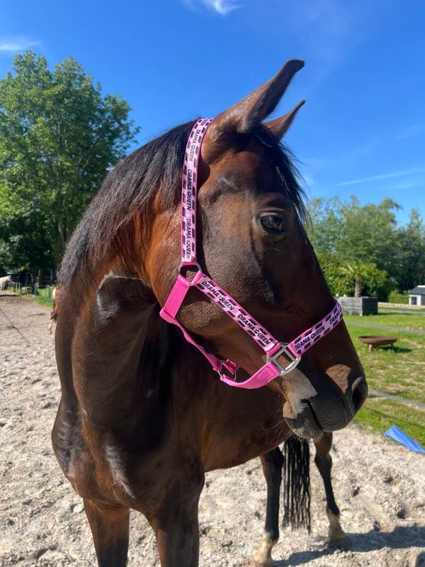 Drama Queen Happy Halsters -Voor paarden met een eigen persoonlijkheid 👸