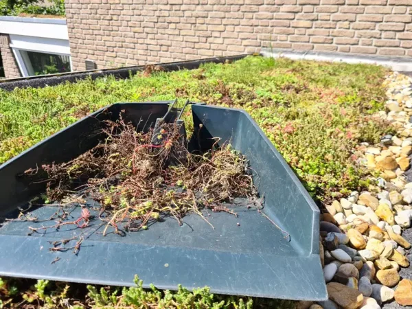 Onderhoudsbeurt MAST groendak. Vanaf: