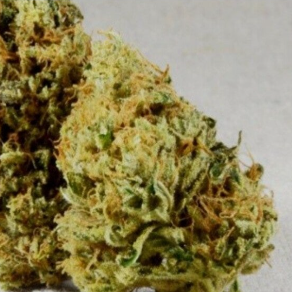 Animal Gas