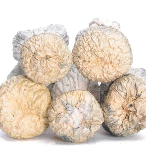 Albino penis envy's