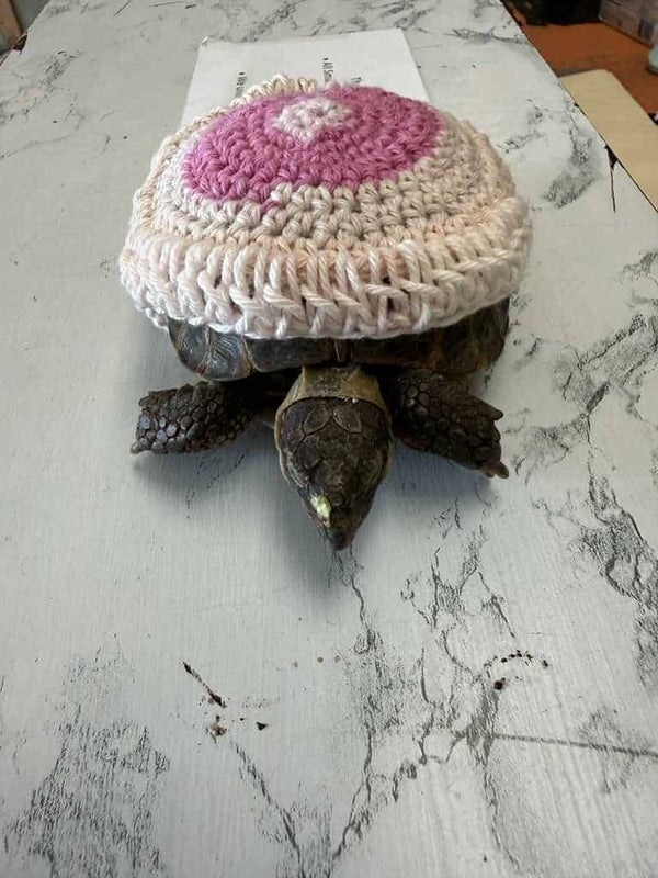 Tortoise/Turtle Sweaters