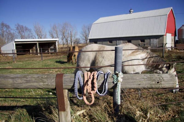 Horse/Cattle Leads (Custom Order/Rotating Stock)