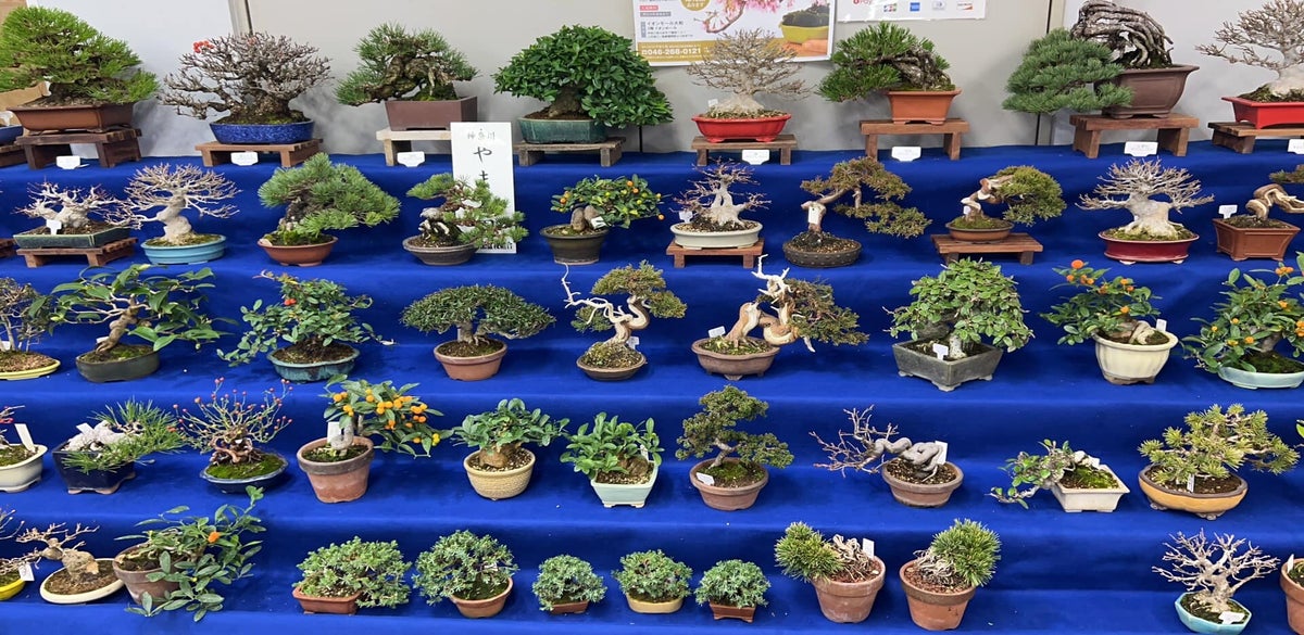 Home Japano Bonsai