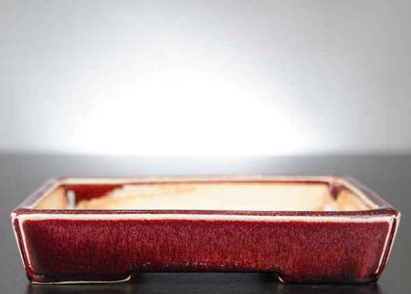 Bonsai Schale Koyo Tokoname Japan 17x13x3,5