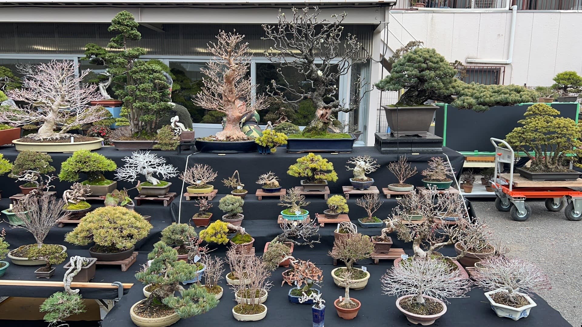 Home Japano Bonsai