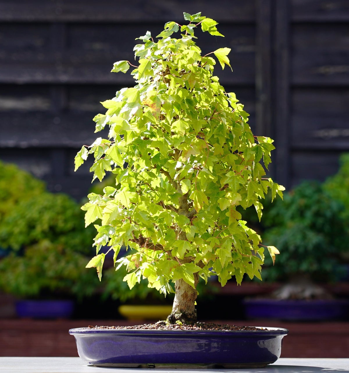 Bonsai Dreispitzahorn Acer Buergerianum 39cm Japano Bonsai