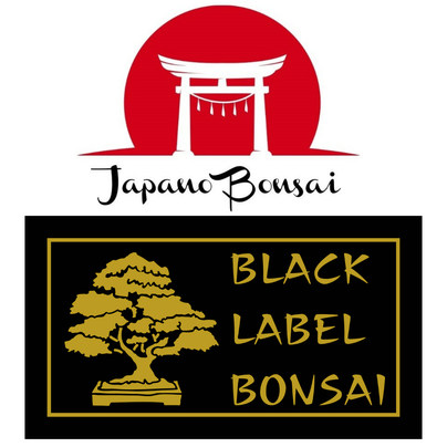 bonsai ficus ginseng Ficus Ginseng – Elegant Bonsai-Style Houseplant