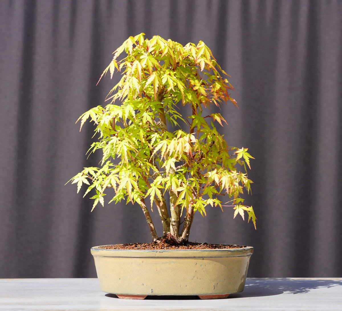 Bonsai Fächerahorn Ahorn Yamamomiji Acer Palmatum Kabudachi 30cm Japano Bonsai