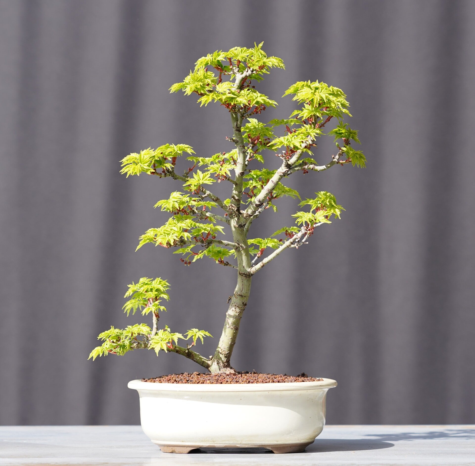 Bonsai LöwenkopfAhorn Shishigashira Acer Palmatum 32cm Japano Bonsai