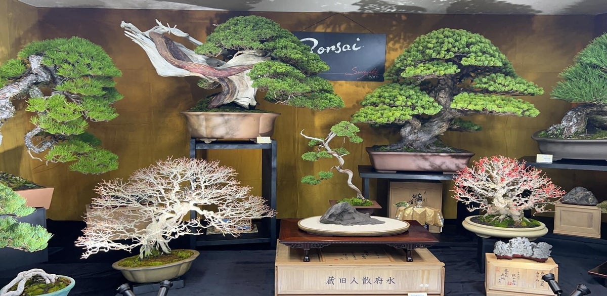 bonsai.pl Bonsai main image 1