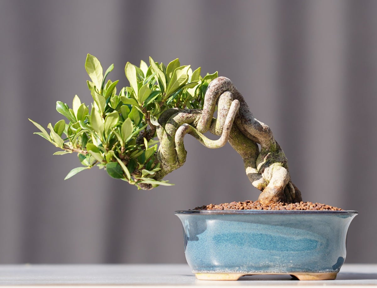 Bonsai Gardenia jasminoides Shohin 11cm Japano Bonsai