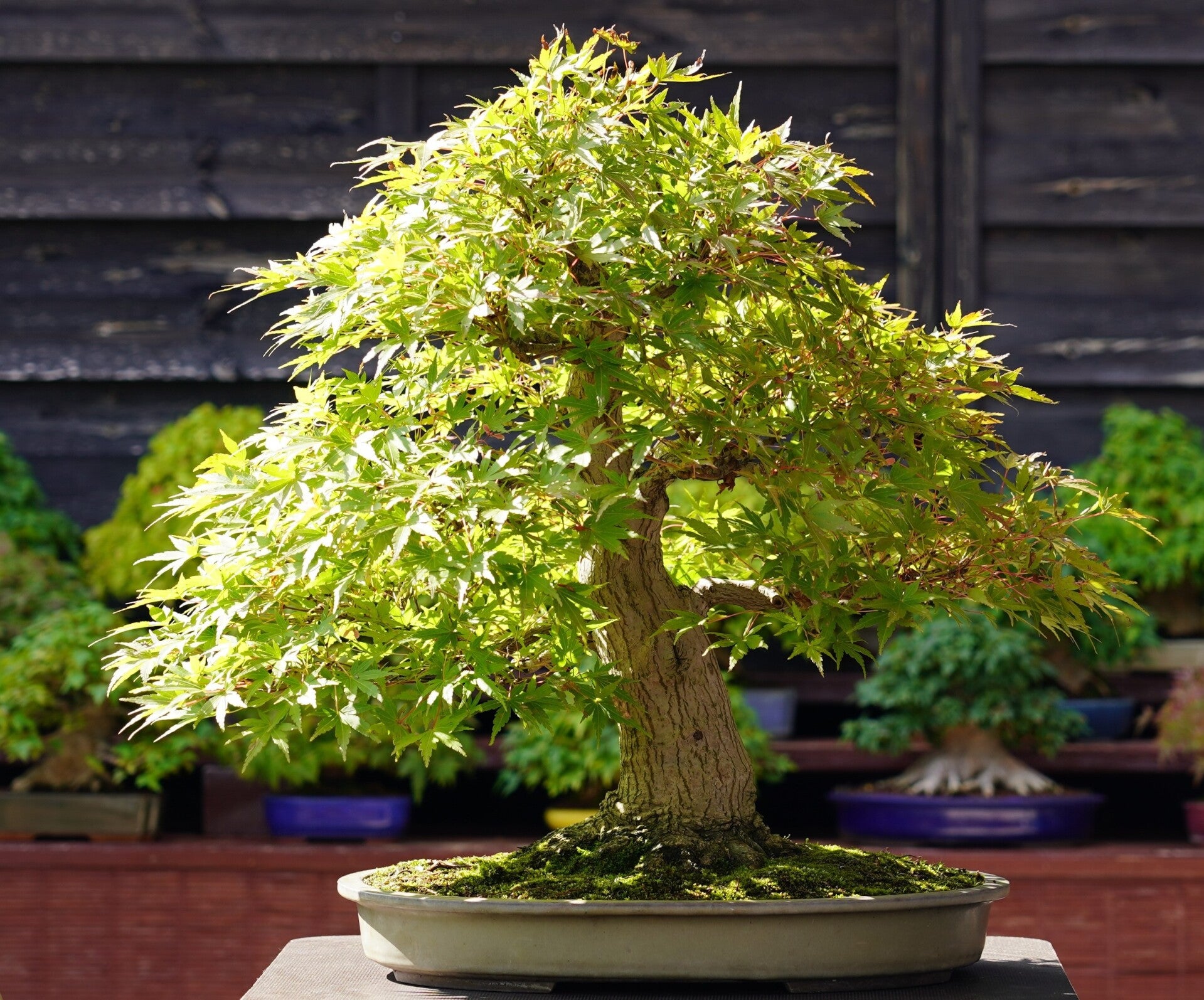 Bonsai Fächerahorn Ahorn Yamamomiji Acer Palmatum 52cm Japano Bonsai