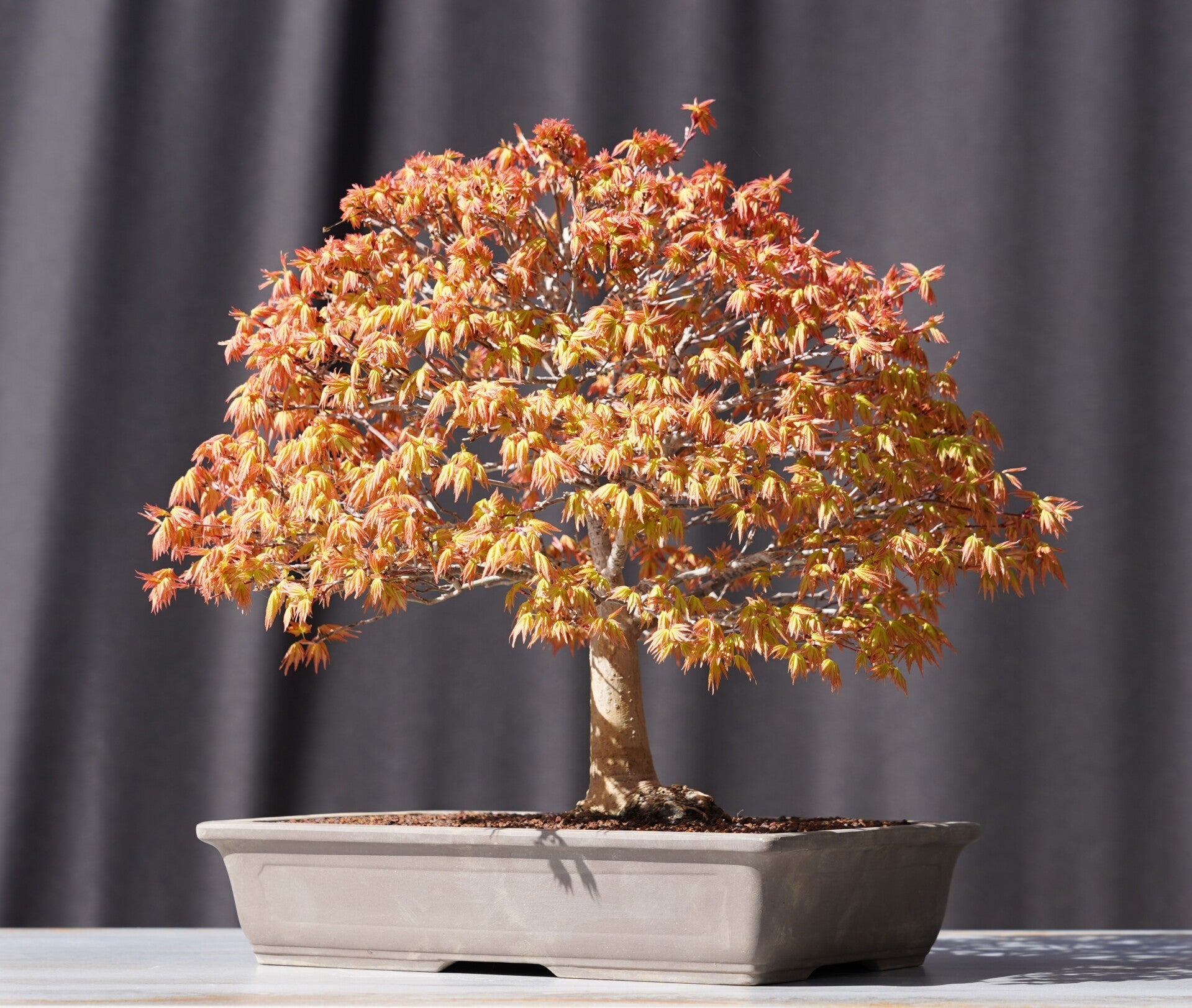Bonsai Fächerahorn Ahorn Kashima Acer Palmatum 33cm Japano Bonsai