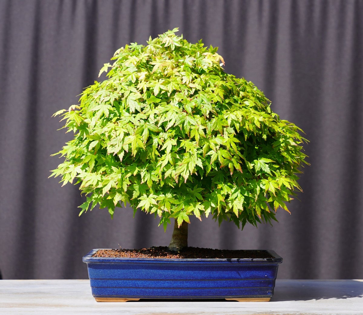 Bonsai Fächerahorn Ahorn Kashima Acer Palmatum 35cm Japano Bonsai