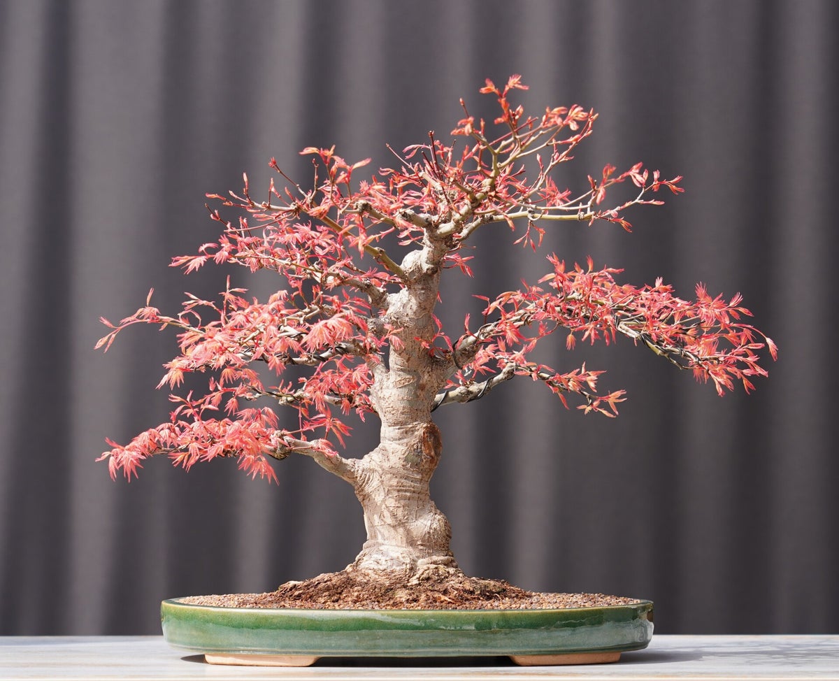 Bonsai Fächerahorn Ahorn BeniChidori Acer Palmatum 41cm Japano Bonsai