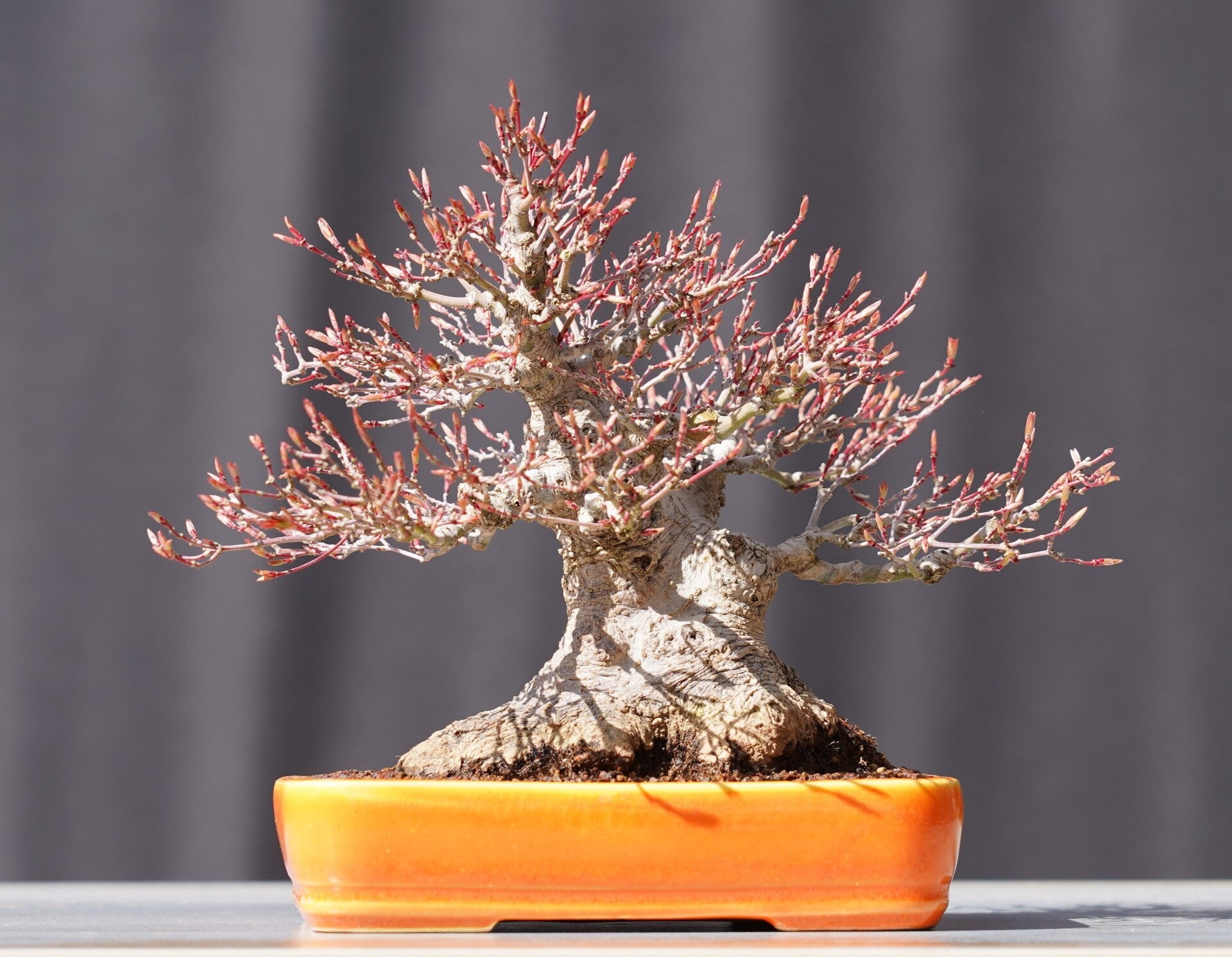 Bonsai Fächerahorn Ahorn Yamamomiji Acer Palmatum Shohin 18cm Japano