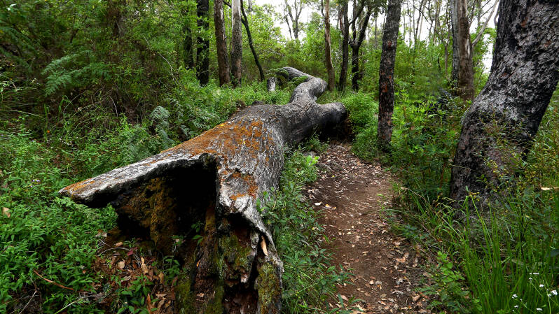 art-wall-fallen-log-x2500-website-standard-fillqq.jpg