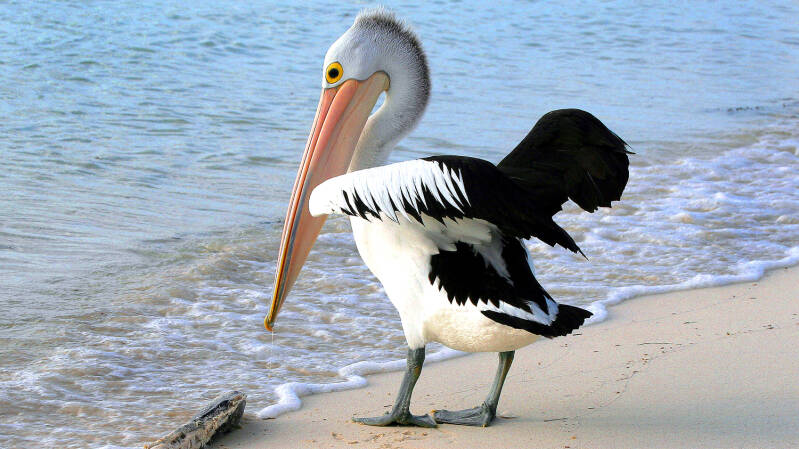 artr-wall-website-pelicanx-1500-standard-iy6zxy.jpg