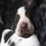 pup7.jpg