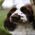 Hazel-4.jpg