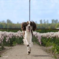 tulpen16-2.jpg